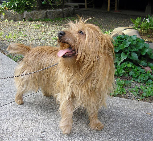 649px-Australian_Terrier2.jpg