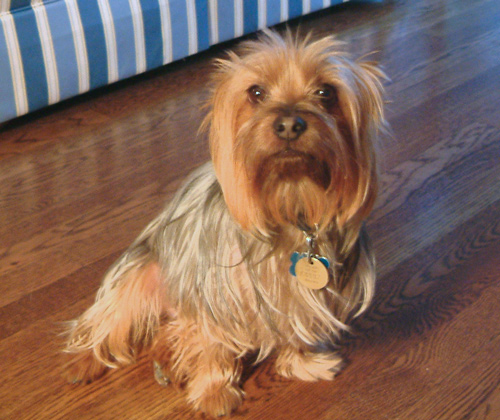 Australian_Silky_Terrier.jpg