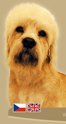 dandie danmont terier.jpg