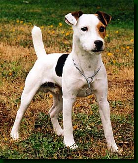 jack russel.jpg